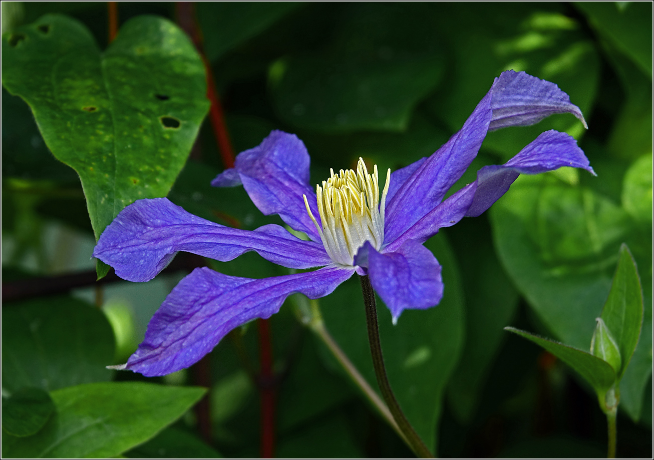 Image of Clematis &times; jackmanii specimen.