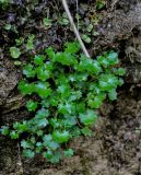 Saxifraga cymbalaria. Вегетирующее растение. Краснодарский край, окр. пос. Мезмай, Гуамское ущелье, на скале вблизи ручья. 01.05.2014.