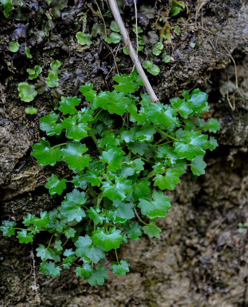 Image of Saxifraga cymbalaria specimen.