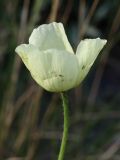 Papaver lapponicum