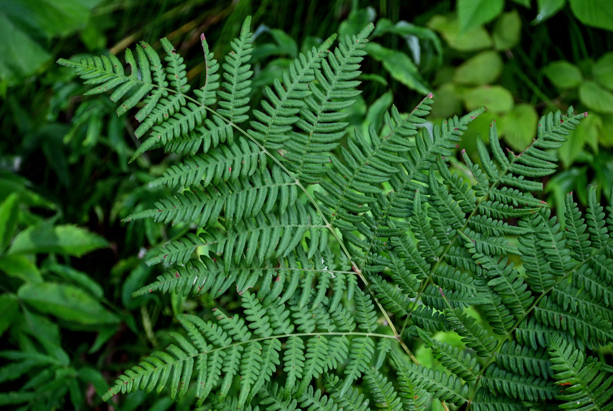 Изображение особи род Pteridium.