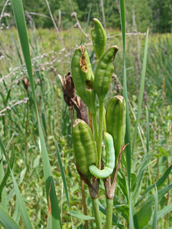 Image of Iris sanguinea specimen.