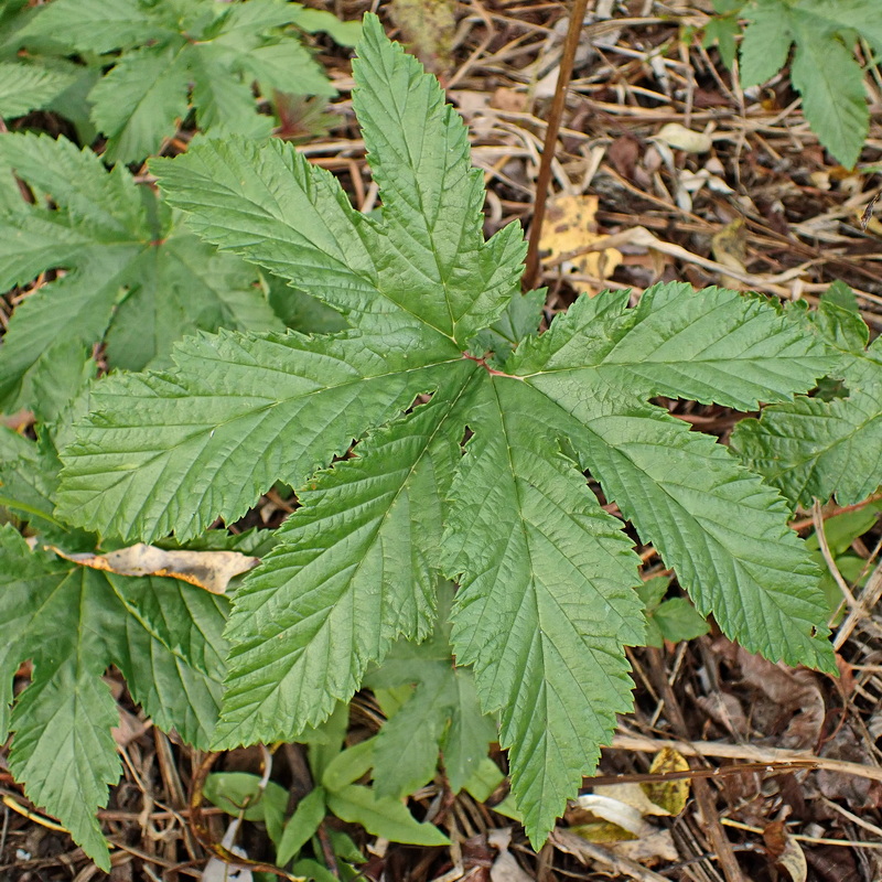 Изображение особи Filipendula palmata.