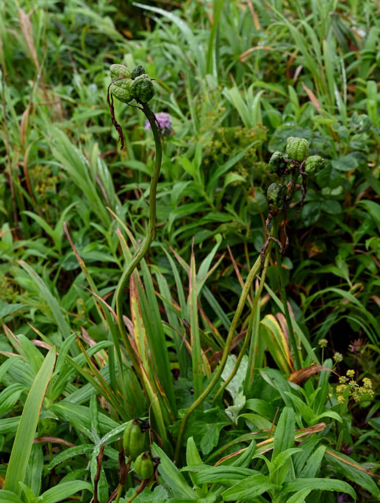 Image of Hemerocallis middendorffii specimen.