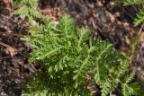 Artemisia tanacetifolia. Лист. Республика Саха (Якутия), Хангаласский улус, левый берег р. Сиинэ (Синяя), разреженный хвойный лес на склоне. 27.07.2023.