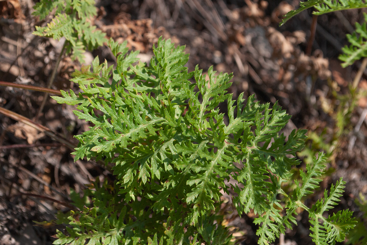 Image of Artemisia tanacetifolia specimen.