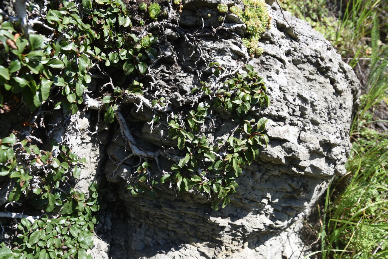 Image of Rhamnus depressa specimen.
