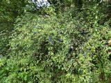 genus Prunus