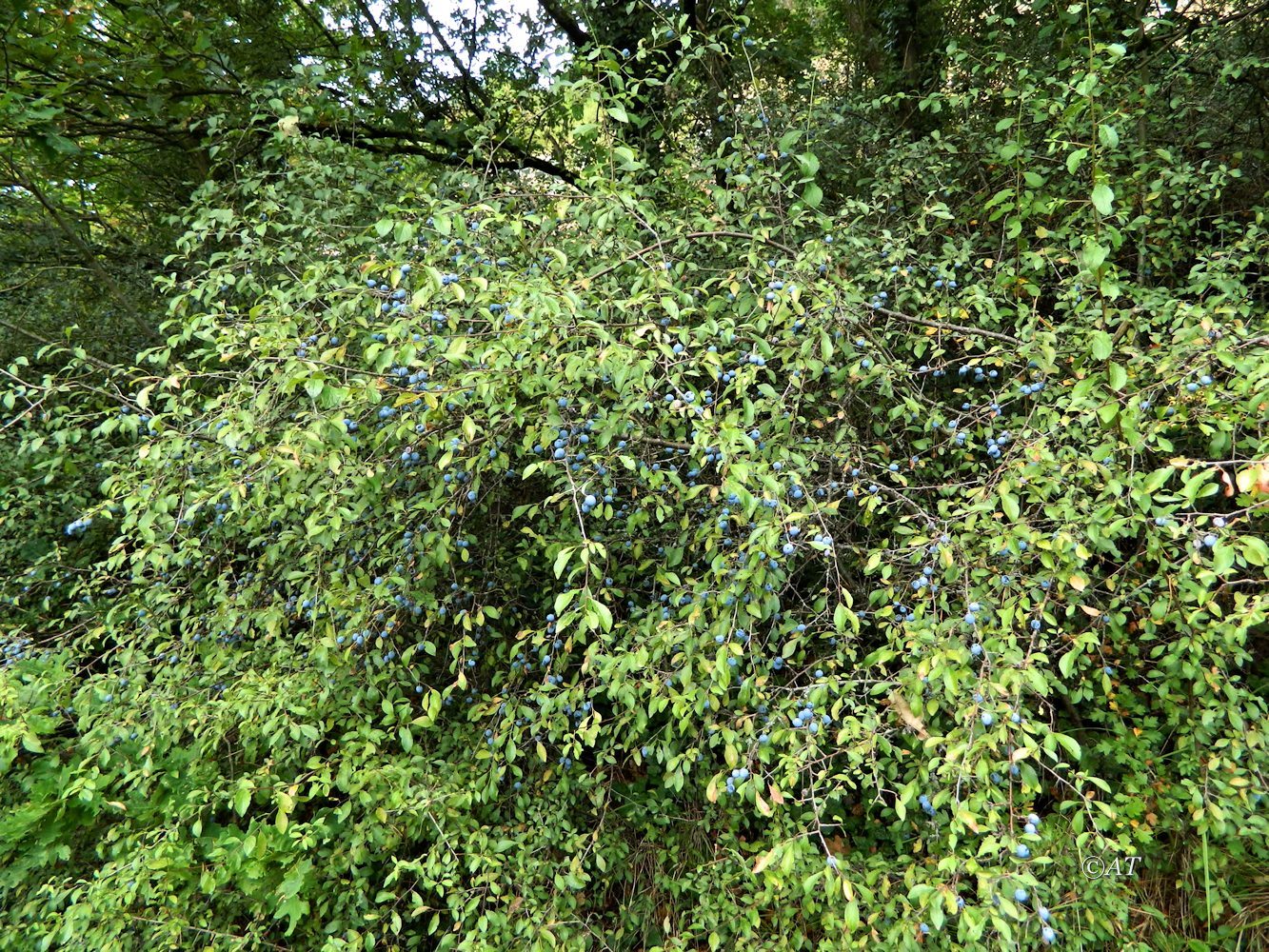 Image of genus Prunus specimen.