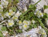 Paronychia kapela subspecies serpyllifolia. Соцветия и верхушки побегов среди листьев клевера (Trifolium) и злаков. Испания, автономное сообщество Каталония, провинция Жирона, комарка Рипольес, муниципалитет Сеткасес, курорт \"Вальтер 2000\", ≈2200 м н.у.м., нижняя часть склона зап. экспозиции, каменистый луг. 03.07.2022.