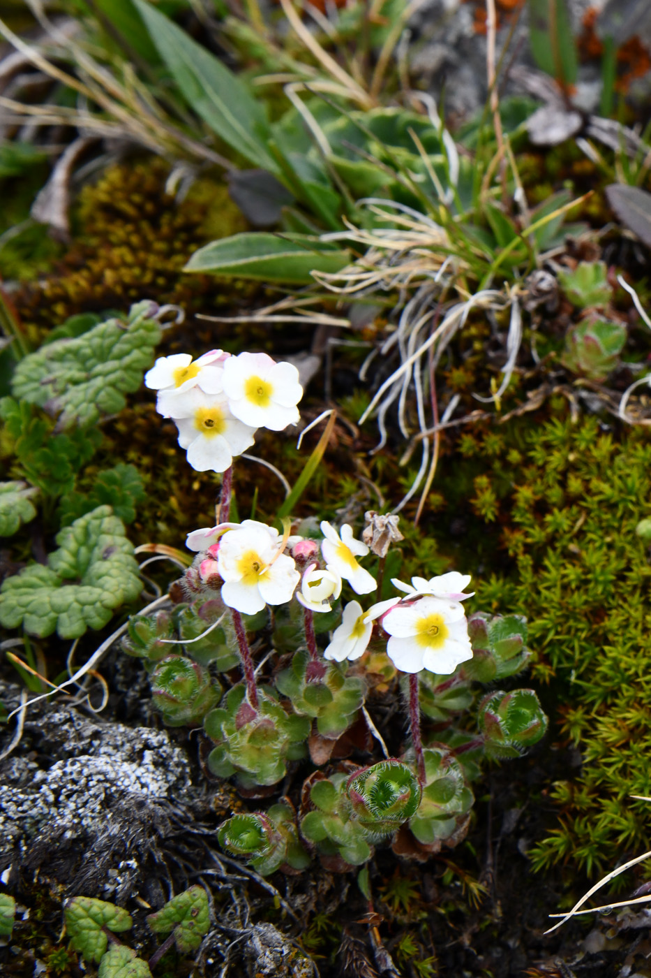 Image of Androsace lehmanniana specimen.