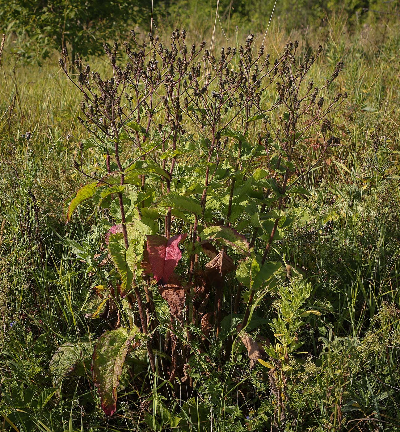 Изображение особи Crepis sibirica.