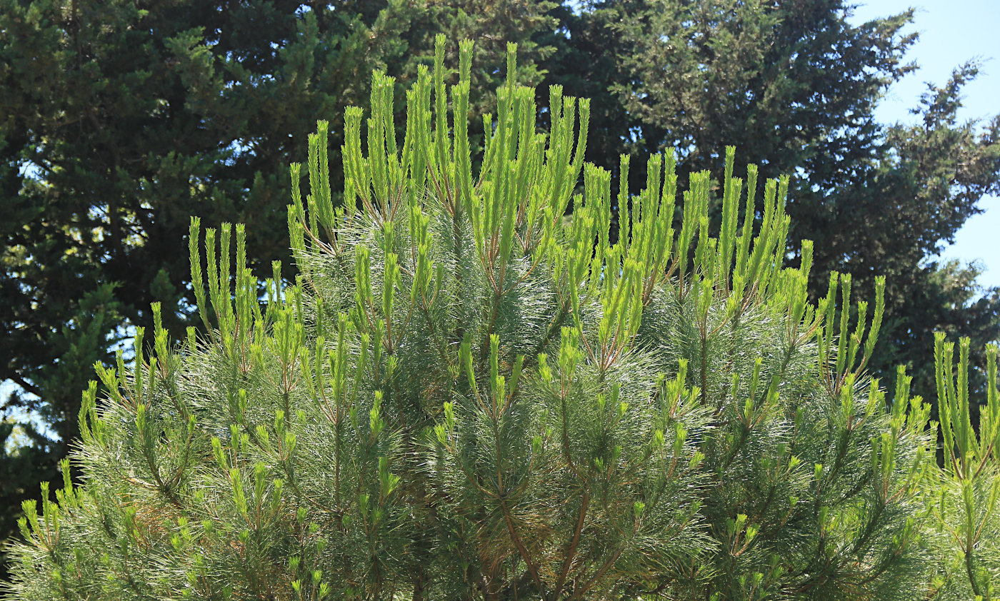 Изображение особи Pinus pinea.