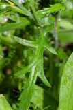 Papaver humile