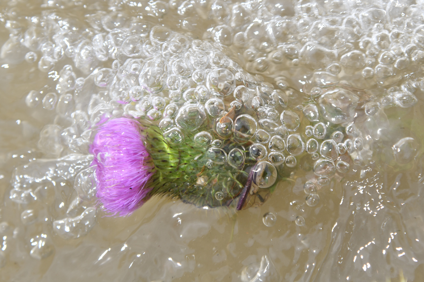 Image of Cirsium vulgare specimen.