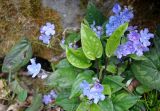 Omphalodes cappadocica