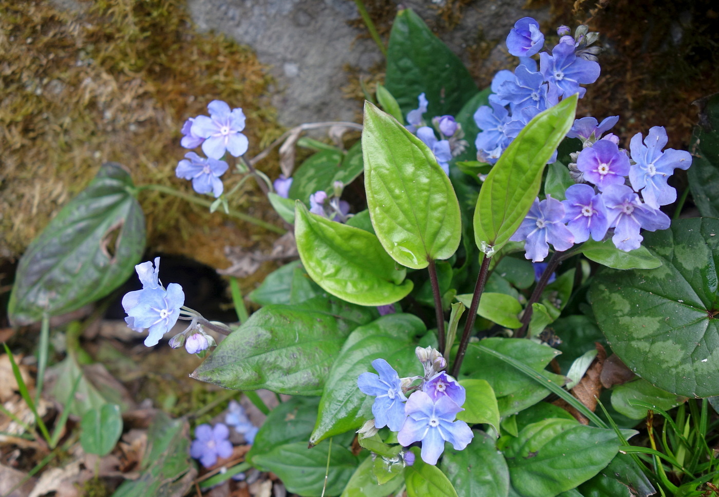 Изображение особи Omphalodes cappadocica.