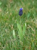 Muscari latifolium