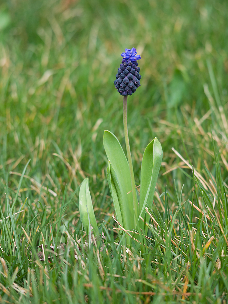 Изображение особи Muscari latifolium.