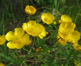 Ranunculus propinquus. Верхушка цветущего растения. Коми, окр. г. Сыктывкар, пос. Еляты, берег оз. Еляты, сосновый лес. 14.06.2010.