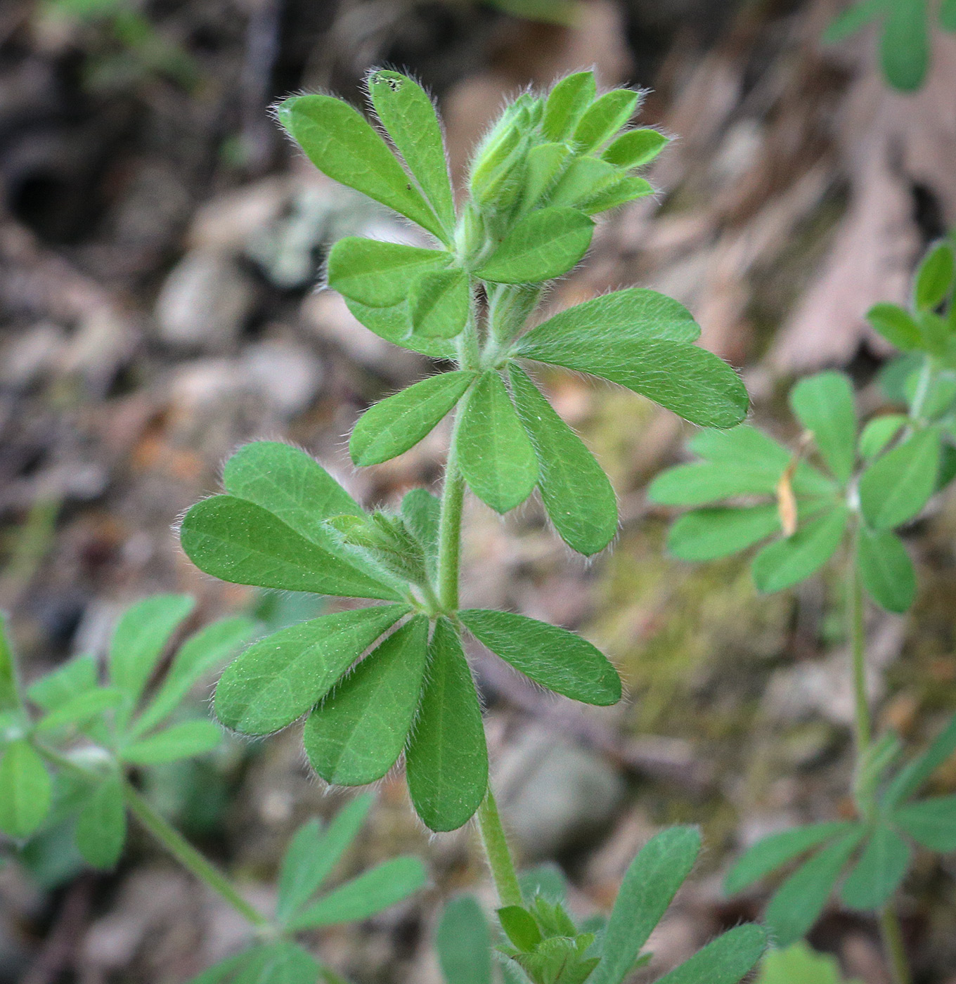 Image of genus Dorycnium specimen.