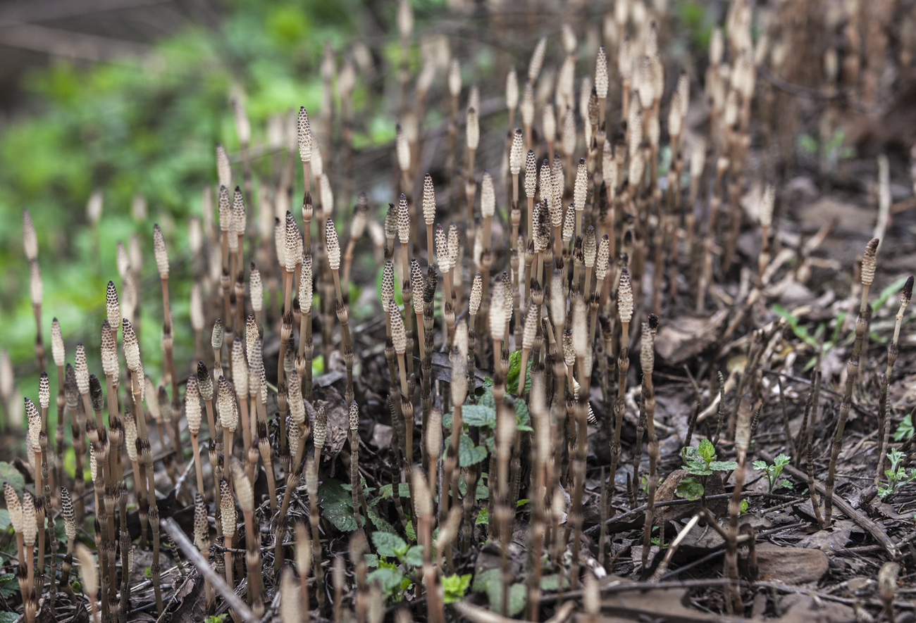 Image of Equisetum arvense specimen.