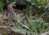 Pedicularis alberti