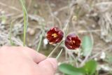 Fritillaria meleagroides