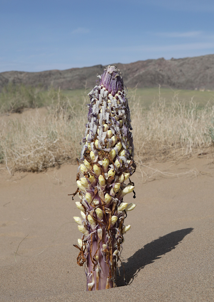Image of Cistanche flava specimen.