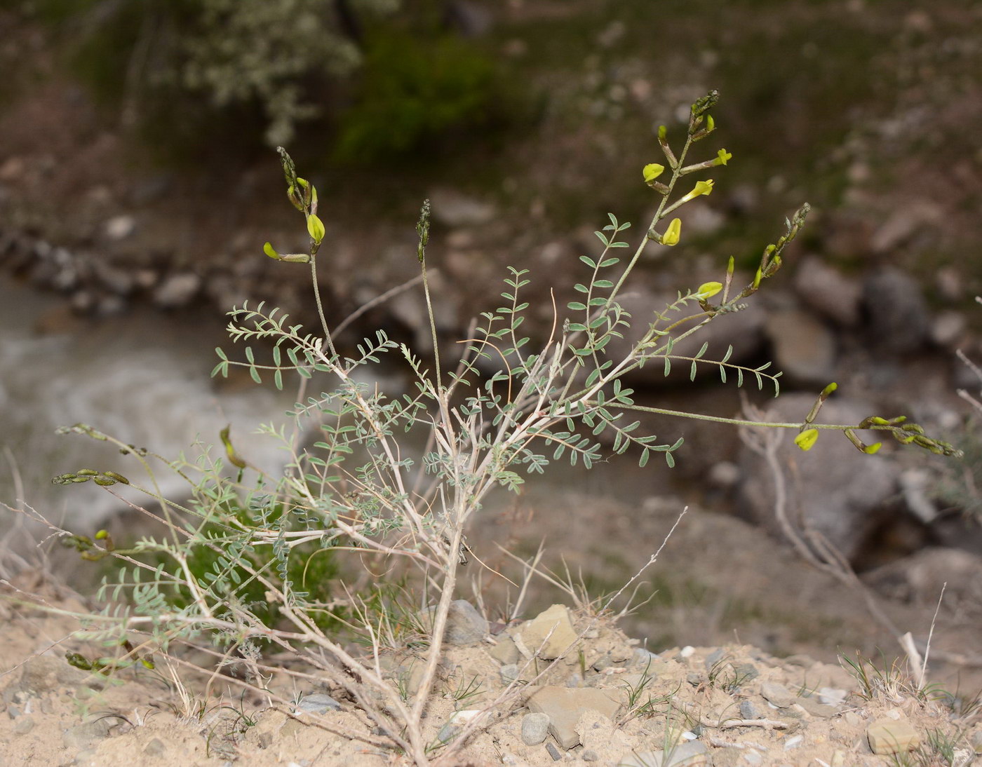Изображение особи род Astragalus.