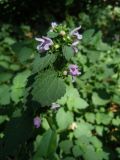 Ballota nigra