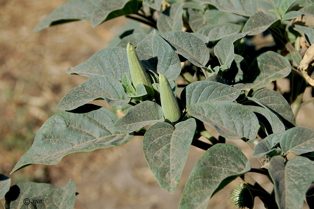 Image of Datura innoxia specimen.