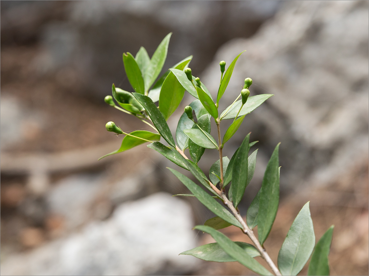 Image of Myrtus communis specimen.