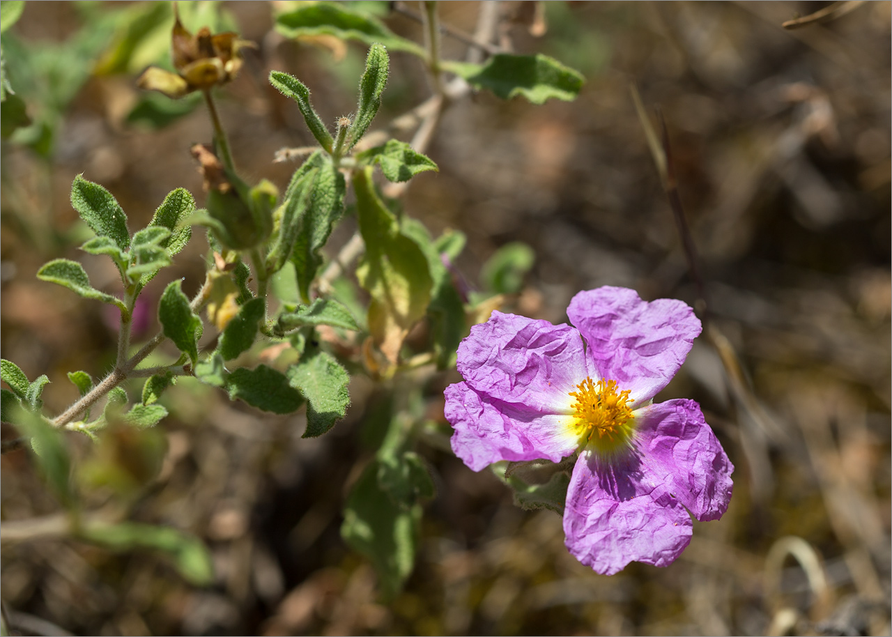 Image of Cistus creticus specimen.