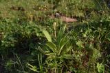 род Primula