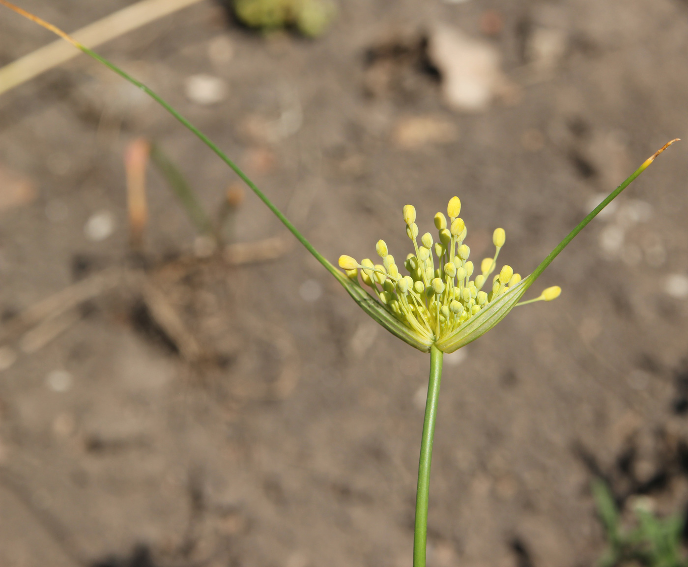 Изображение особи Allium flavum.