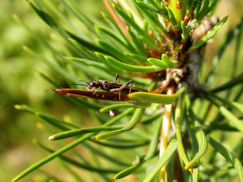 Изображение особи Pinus sylvestris.