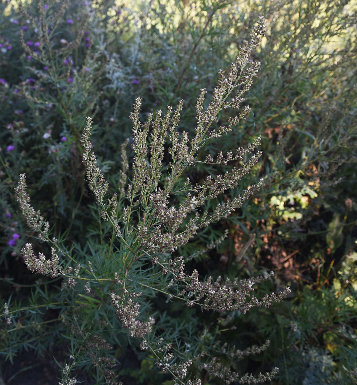 Image of Artemisia vulgaris specimen.