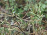 genus Lappula