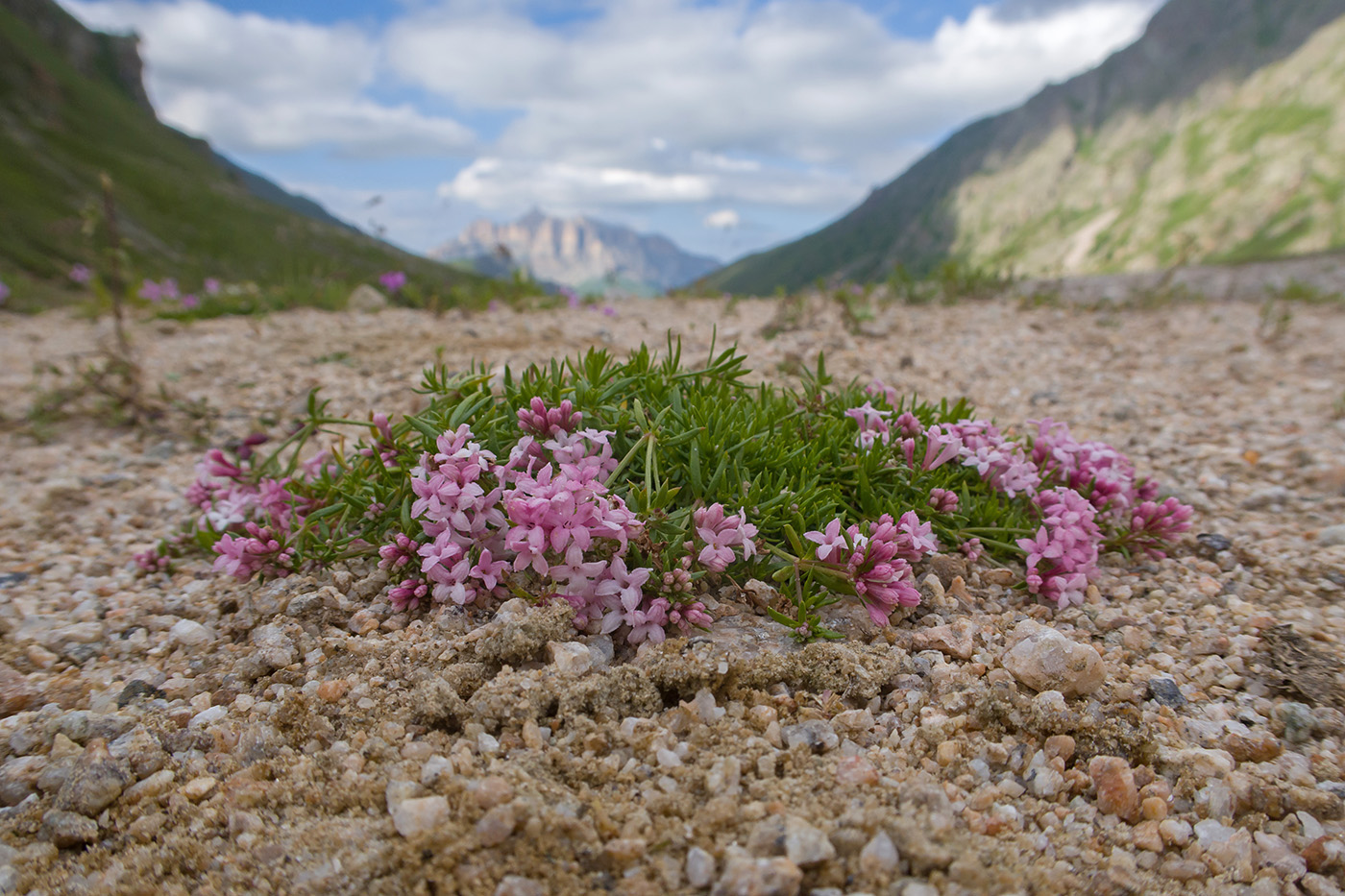 Image of Asperula cristata specimen.