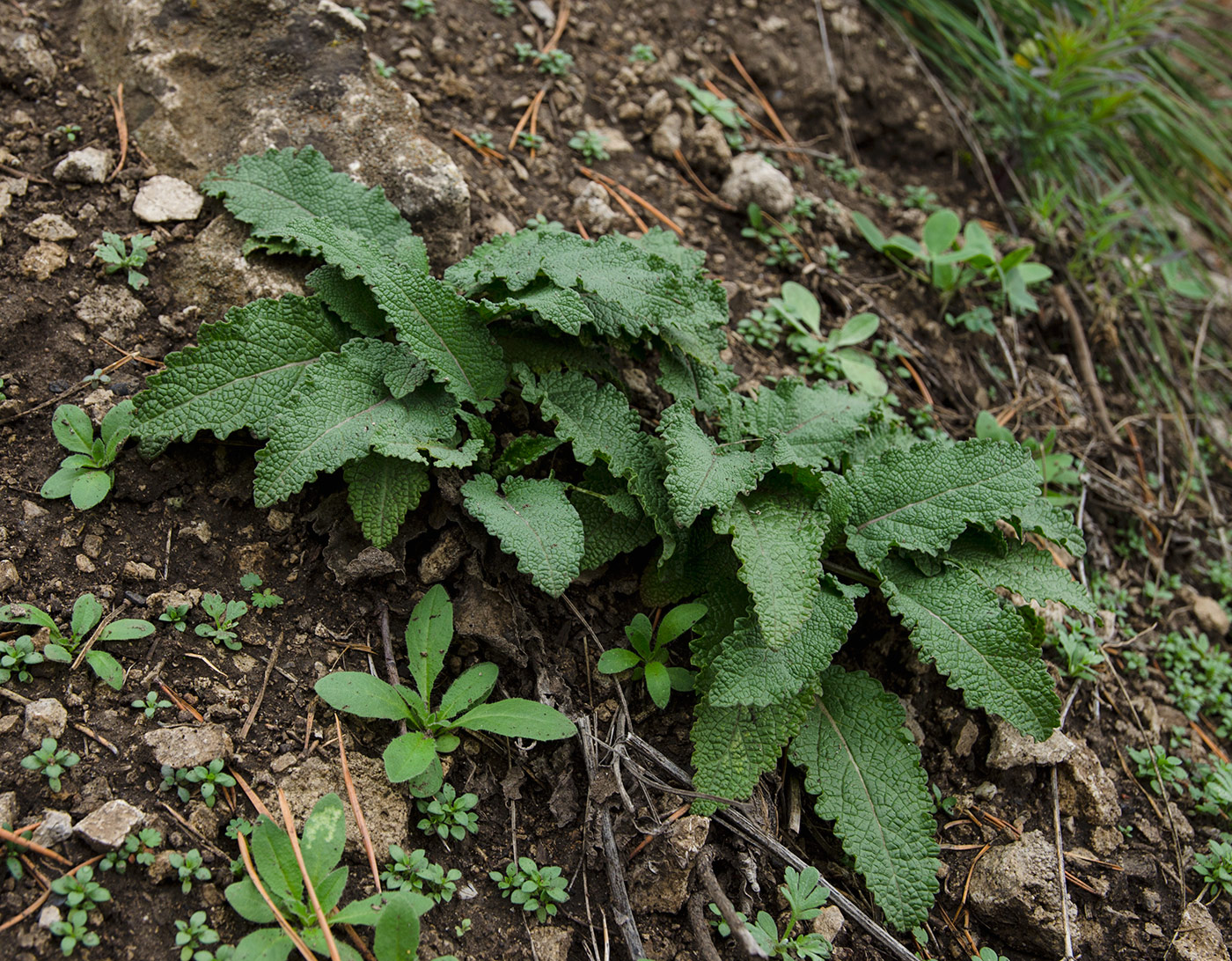 Image of Salvia stepposa specimen.