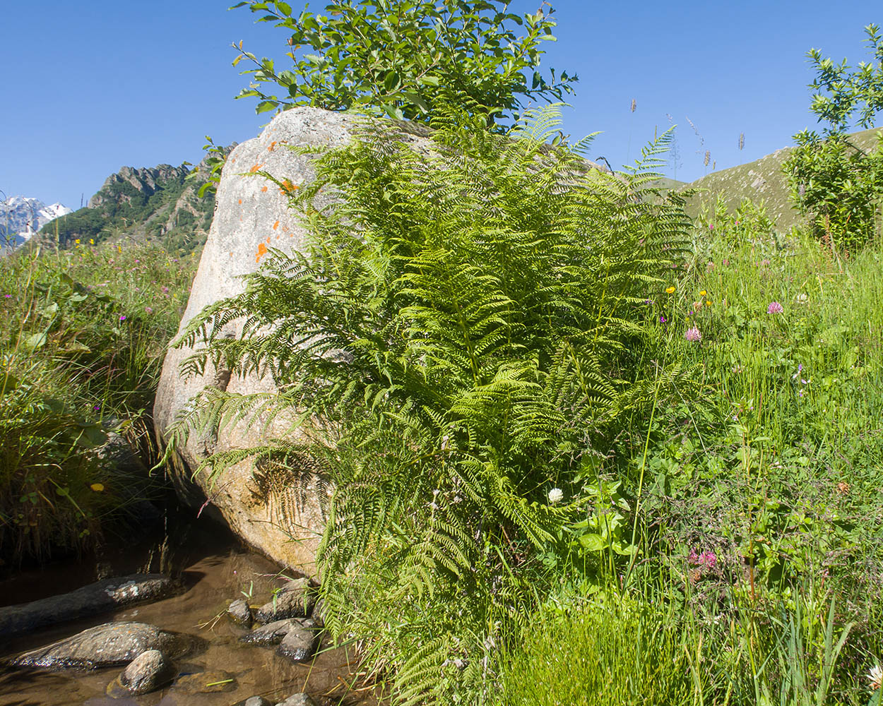 Image of Athyrium distentifolium specimen.