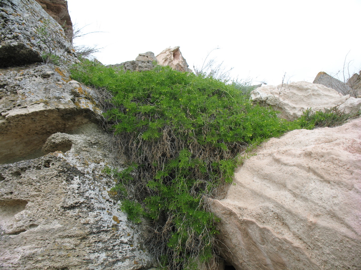 Image of Malacocarpus crithmifolius specimen.