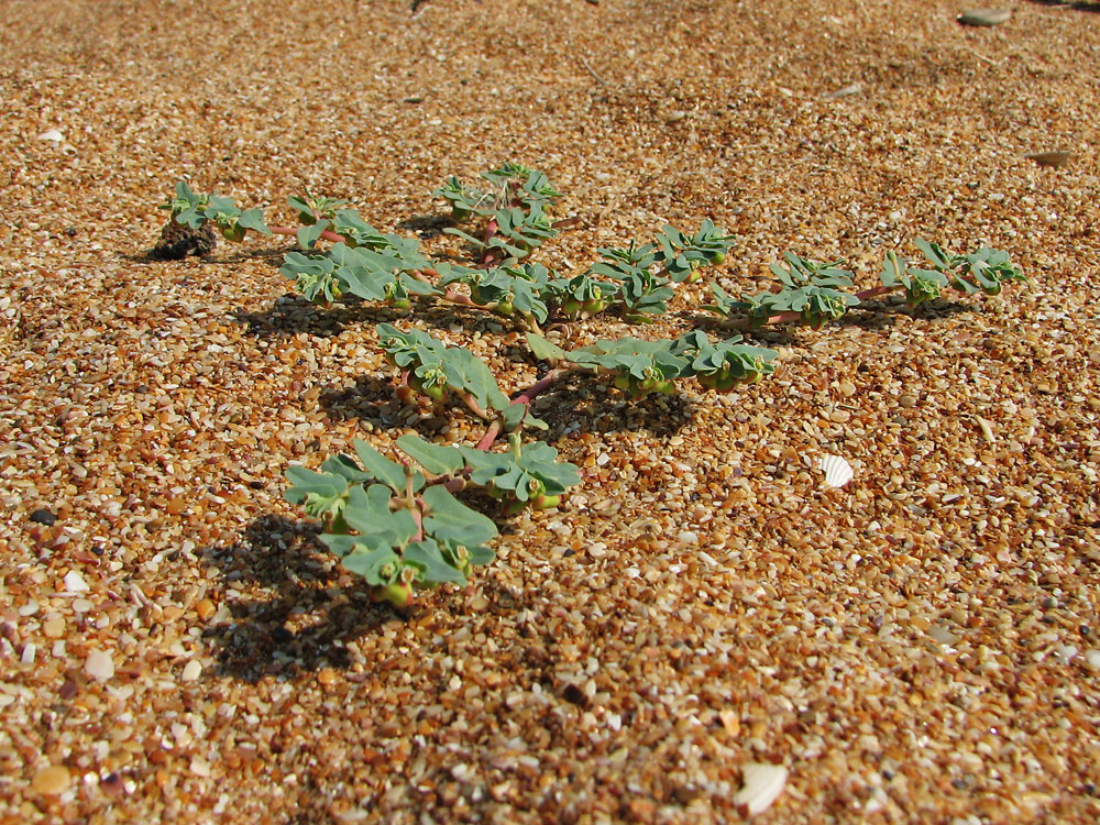 Image of Euphorbia peplis specimen.