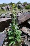 Sisymbrium brassiciforme