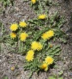 Taraxacum holmboei