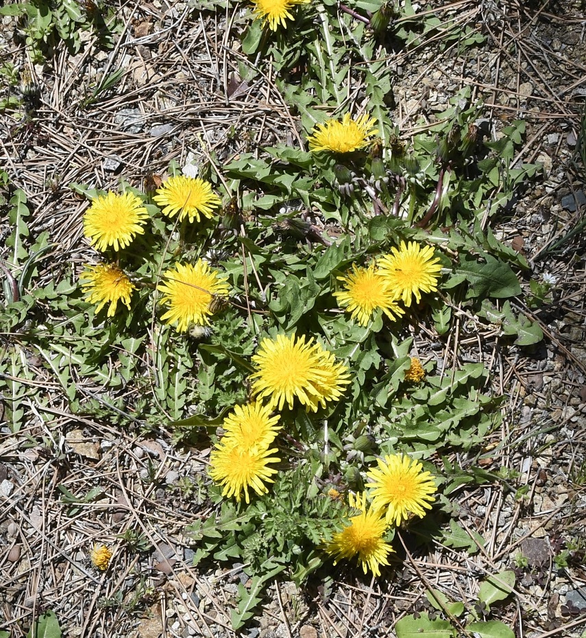 Image of Taraxacum holmboei specimen.