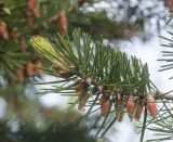 Pseudotsuga menziesii