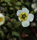 View full-size image Diapensia obovata