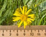 Tephroseris subfloccosa. Соцветие. Карачаево-Черкесия, Зеленчукский р-н, гора Джангур, ≈ 1500 м н.у.м., субальпийский луг. 04.06.2025.